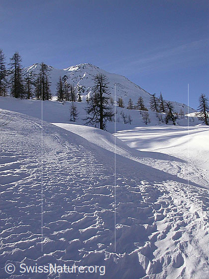 Foto: Unberührte Landschaft bei Hockbode. Im Hintergrund das Hirli. Im Vordergrund Schnee mit interessanter Oberfläche.