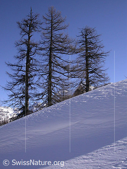 Foto: Drei Lärchen, davor eine Schneeverwehung/Wächte.