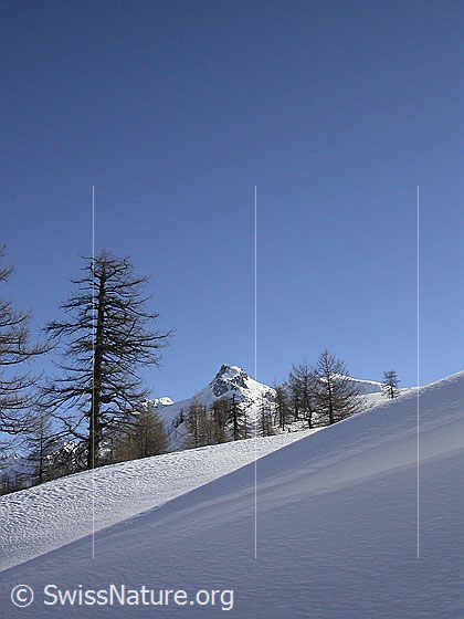 Foto: Lärchen. Im Hintergund das Untere Schinhorn, davor eine Schneeverwehung/Wächte.