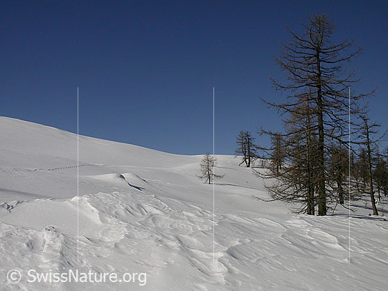 Foto: Unberührte Landschaft mit Lärchen bei Hockboden.