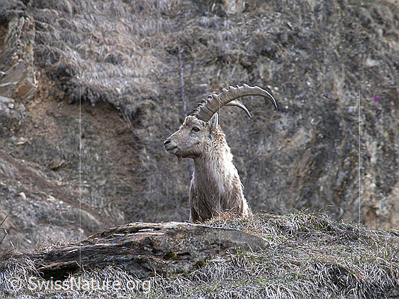 Foto: Steinbock, stehend, Ansicht von vorne, Kopf zur Seite gedreht. 
Lat.: Capra ibex