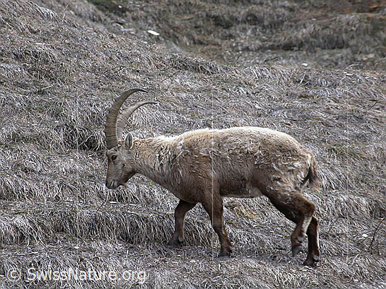 Foto: Steinbock, stehend, von der Seite. 
Lat.: Capra ibex