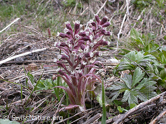Foto: Alpen-Pestwurz 
Lat.: Petasites paradoxus 
Familie: Asteraceae