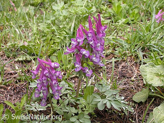 Foto: Festknolliger Lerchensporn (Corydalis solida).
Umgebung: Alpweide.
Lat.: Corydalis solida
Familie: Papaveraceae (Mohngewächse)
Unterfamilie: Fumarioideae (Erdrauchgewächse)