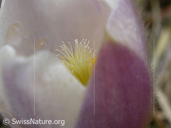 Foto: Pelzanemonen, Frühlingsanemone.  Blick in die Blüte. 
Lat.: Pulsatilla vernalis 
Familie: Ranunculaceae