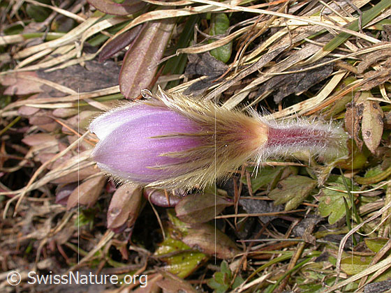 Foto: Pelzanemonen, Frühlingsanemone.  Junges Exemplar mit geschlossener Blüte. 
Lat.: Pulsatilla vernalis 
Familie: Ranunculaceae