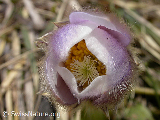Foto: Pelzanemonen, Frühlingsanemone.  Blick in eine nur wenig geöffnete Blüte. 
Lat.: Pulsatilla vernalis 
Familie: Ranunculaceae