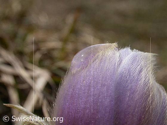 Foto: Pelzanemonen, Frühlingsanemone.  Wassertropf an einem behaarten Blütenblatt. 
Lat.: Pulsatilla vernalis 
Familie: Ranunculaceae