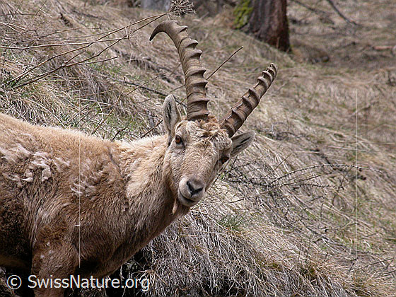 Foto: Steinbock
Lat.: Capra ibex