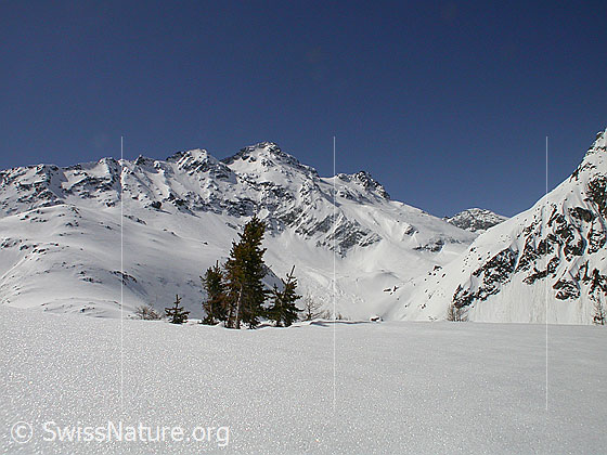 Foto: Schwarzhorn. Im Vordergrund eine Gruppe mit Tännchen.
