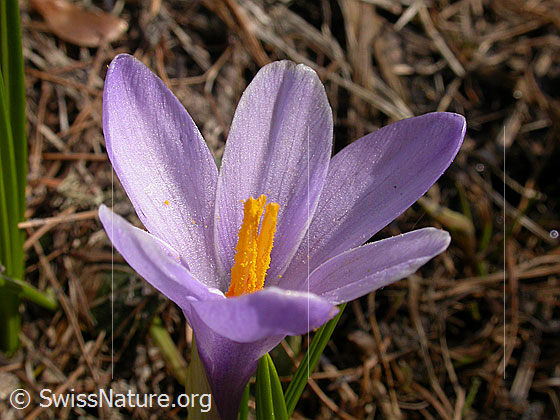 Foto: Frühlings-Krokus 
Lat.: Crocus albiflorus 
Familie: Iridaceae