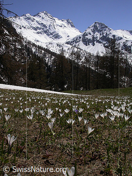 Foto: Krokusse auf Eggerebode. Im Hintergrund: Schwarzhorn und Stockhorn