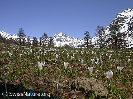Foto: Krokusse auf Eggerebode. Im Hintergrund: Das Ofenhorn