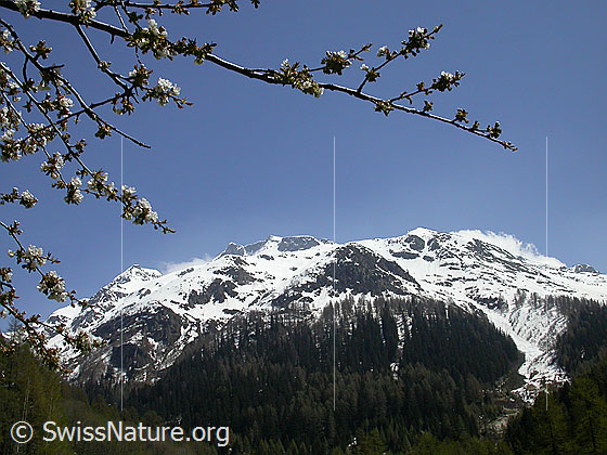 Foto: Blühender Zweig eines Kirschbaums. Dahinter das winterliche Schinhorn-Massiv.