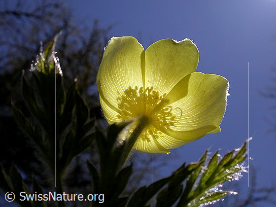 Foto: Blüte einer Schwefelanemone im Gegenlicht. Ansicht von unten. 
Lat.: Pulsattilla alpina ssp. sulphurea 
Familie: Ranunculaceae