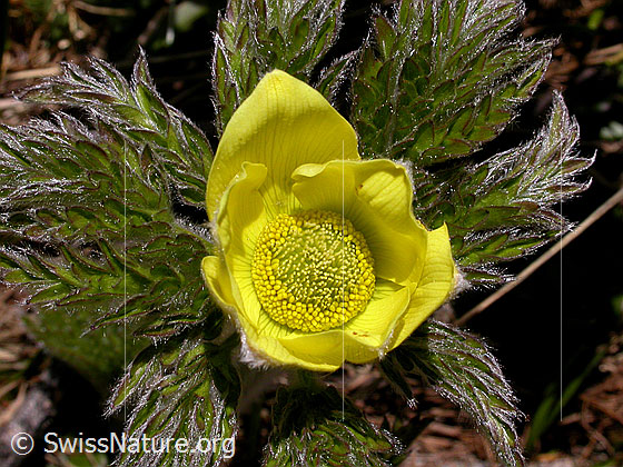 Foto: Blüte einer frischen Schwefelanemone. 
Lat.: Pulsattilla alpina ssp. sulphurea 
Familie: Ranunculaceae