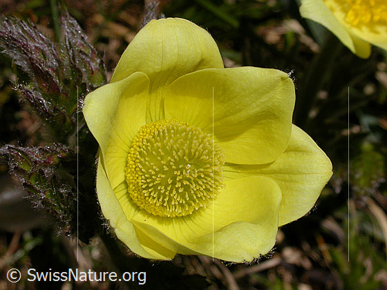 Foto: Blüte einer Schwefelanemone. 
Lat.: Pulsattilla alpina ssp. sulphurea 
Familie: Ranunculaceae