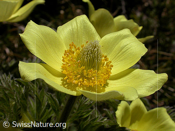 Foto: Blüte einer älteren Schwefelanemone. 
Lat.: Pulsattilla alpina ssp. sulphurea 
Familie: Ranunculaceae