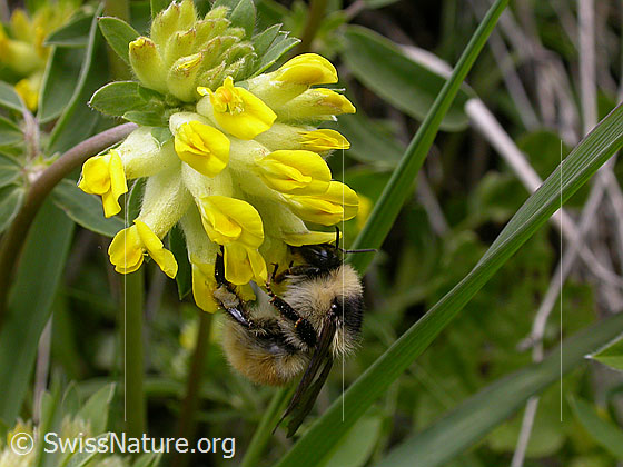 Foto: Berghummel (Bombus mesomelas) an Echtem Wundklee (Anthyllis vulneraria). An Blüte hängend. Ansicht von der Seite.