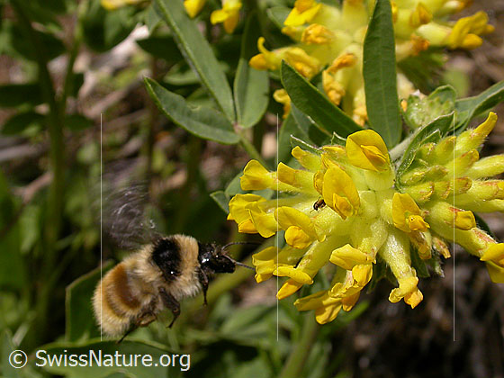 Photo: Bombus mesomelas an Echtem Wundklee (Anthyllis vulneraria).  Approaching a blossom. View from the side.