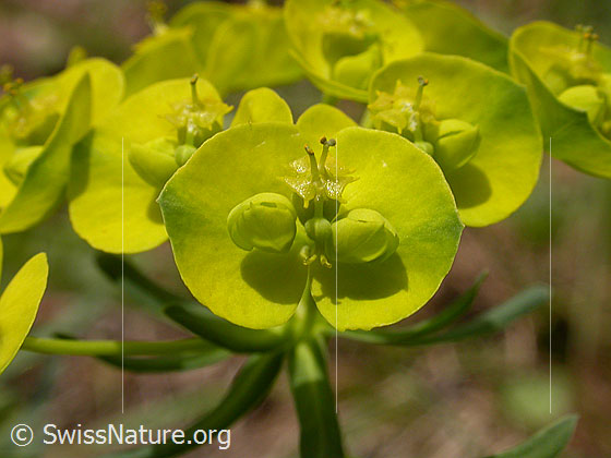 Zypressen-Wolfsmilch (Euphorbia cyparissias)