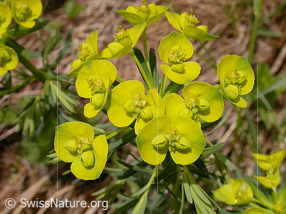 Foto: Blüte der Zypressen-Wolfsmilch 
Lat.: Euphorbia cyparissias 
Familie: Euphorbiaceae