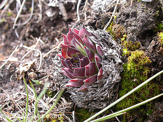 Foto: Blätter des Wulfens Hauswurz 
Lat.: Sempervivum wulfenii 
Familie: Crassulaceae