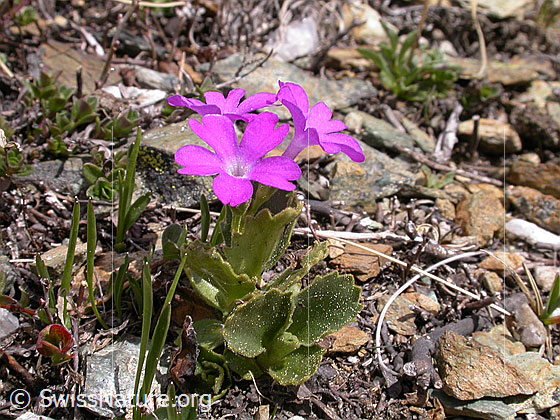 Foto: Rote Felsen-Primel 
Lat.: Primula hirsuta 
Familie: Primulaceae