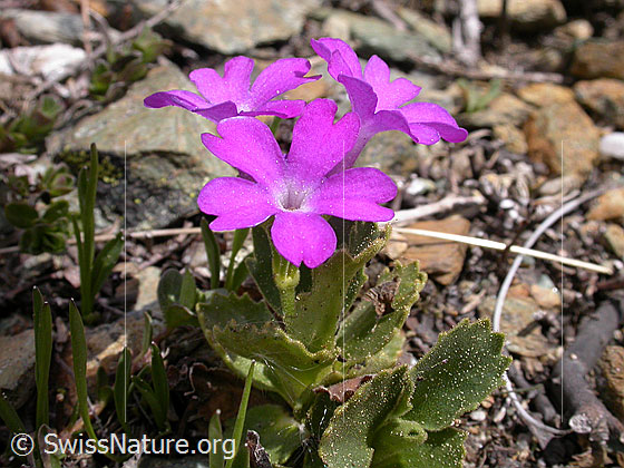 Foto: Rote Felsen-Primel 
Lat.: Primula hirsuta 
Familie: Primulaceae