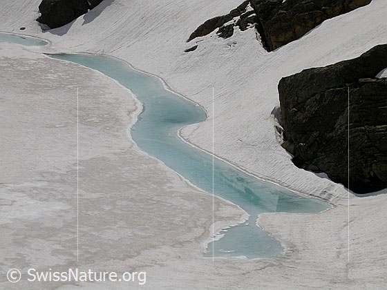 Foto: Züesee: Uferbereich mit hellblauem Wasserstreifen.