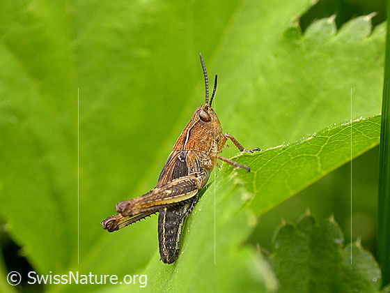 Foto: Heuschrecke aus der Familie der Feldheuschrecken 
Familie: Acrididae (Feldheuschrecken)