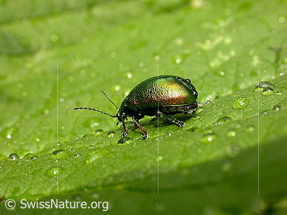 Foto: Längsgestreifter Blattkäfer (Chrysomela cerealis) auf Blatt mit Wassertropfen.
Lat.: Chrysomela cerealis
Familie: Chrysomelidae (Blattkäfer)
Unterfamilie: Chrysomelinae
Gattung: Chrysomela