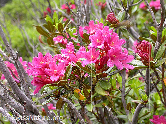Foto: Rostblättrige Alpenrosen 
Lat.: Rhododendron ferrugineum 
Familie: Ericaceae