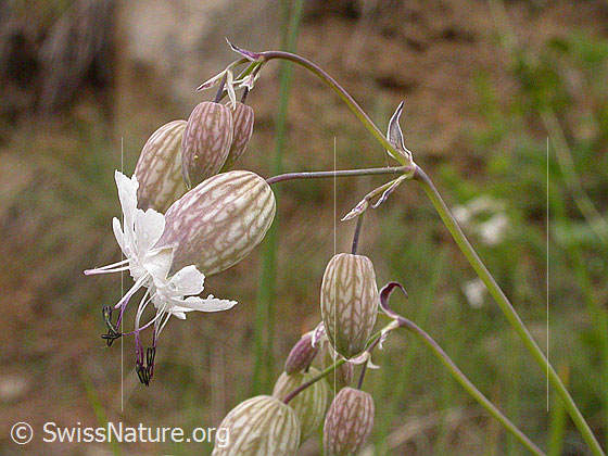 Foto: Gemeines Leimkraut 
Lat.: Silene vulgaris 
Familie: Caryophyllaceae