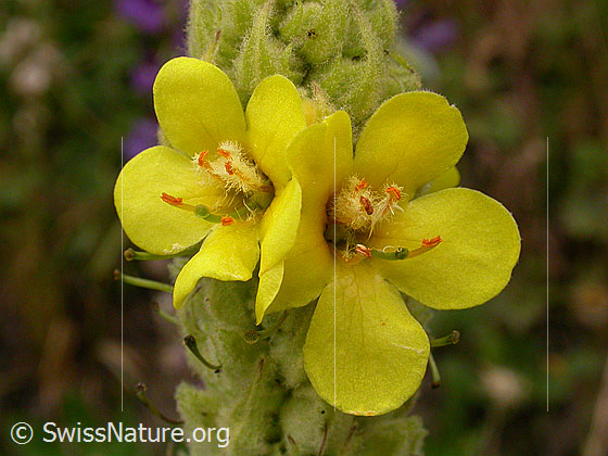 Foto: Dickblättrige Königskerze, Blüten 
Lat.: Verbascum thapsus crassifolium 
Familie: Scrophulariaceae