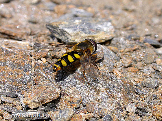 Foto: Späte Grossstirnschwebefliege 
Lat.: Scaeva selenitica