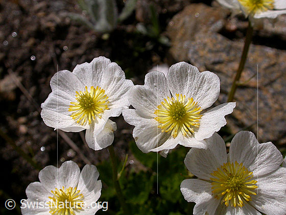 Foto: Alpen-Hahnenfuss (Ranunculus alpestris)
Lat.: Ranunculus alpestris 
Familie: Ranunculaceae (Hahnenfussgewächse)