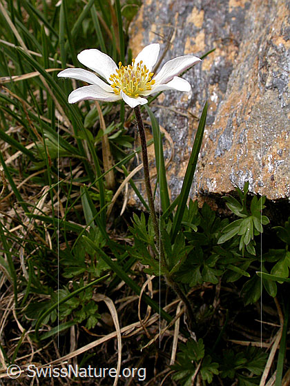 Foto: Monte Baldo-Anemone 
Lat.: Anemone baldensis 
Familie: Ranunculaceae
