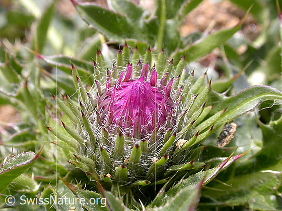 Foto: Stengellose Kratzdistel, Blüte 
Lat.: Cirsium acaule  
Familie: Asteraceae (Korbblütler)
