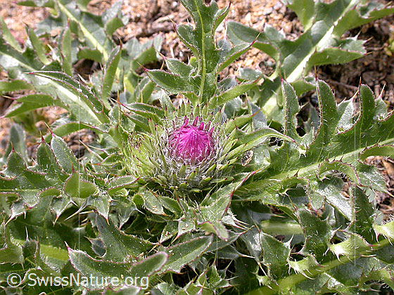 Foto: Stengellose Kratzdistel 
Lat.: Cirsium acaule  
Familie: Asteraceae (Korbblütler)