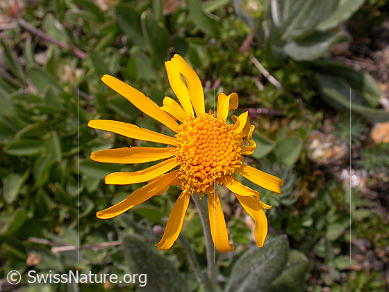 Foto: Berg-Alant, Blüte 
Lat.: Inula montana 
Familie: Asteraceae (Korbblütler)