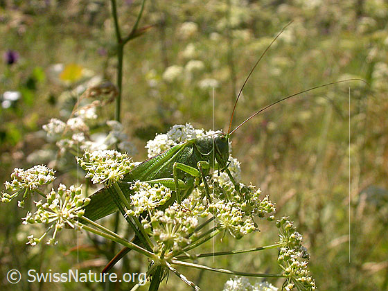 Foto: Grünes Heupferd (Tettigonia viridissima) auf Blütendolde (Weibchen).
Umgebung: Wildblumenwiese. 1530m ü.M.
Lat.: Tettigonia viridissima
Familie: Tettigoniidae (Laubheuschrecken)
Unterfamilie: Tettigoniinae (Katydiden oder auch Buschgrillen)
Gattung: Tettigonia (Heupferde)