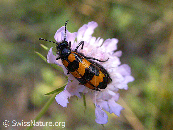 Veränderlicher Ölkäfer (Mylabris variabilis)