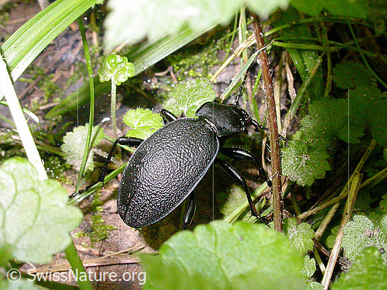 Photo: Lederlaufkäfer. Length 30 - 40mm.
Lat.: Carabus coriaceus
Family: Carabidae
Subfamily: Carabinae
Genus: Carabus