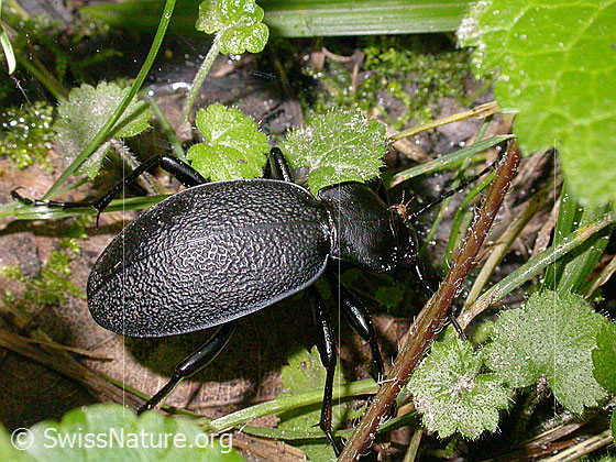 Photo: Lederlaufkäfer. Length 30 - 40mm.
Lat.: Carabus coriaceus
Family: Carabidae
Subfamily: Carabinae
Genus: Carabus