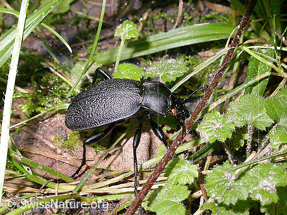 Photo: Lederlaufkäfer. Length 30 - 40mm.
Lat.: Carabus coriaceus
Family: Carabidae
Subfamily: Carabinae
Genus: Carabus