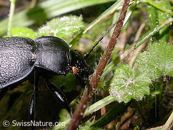 Photo: Lederlaufkäfer. Length 30 - 40mm.
Lat.: Carabus coriaceus
Family: Carabidae
Subfamily: Carabinae
Genus: Carabus