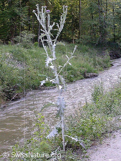 Foto: Eselsdistel. Ca. 3m hohes Exemplar.
Lat.: Onopordum acanthium
Familie: Asteraceae (Korbblütler)