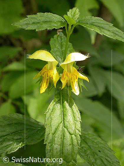Foto: Echte Goldnessel, Blüten
Lat.: Lamium galeobdolon
Familie: Lamiaceae