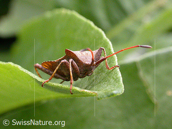 Foto: Grosse Randwanze (Coreus marginatus) auch Lederwanze oder Saumwanze genannt, welche sich am Rand eines Blattes festklammert.